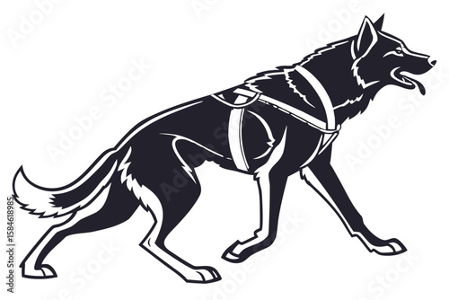 A powerful dog wearing a harness, ready for work