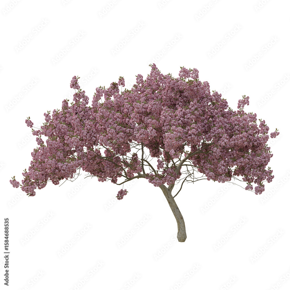 Obraz premium Pink cherry blossoms tree full bloom isolated in white or transparent background high quality 4k 8k. sakura tree