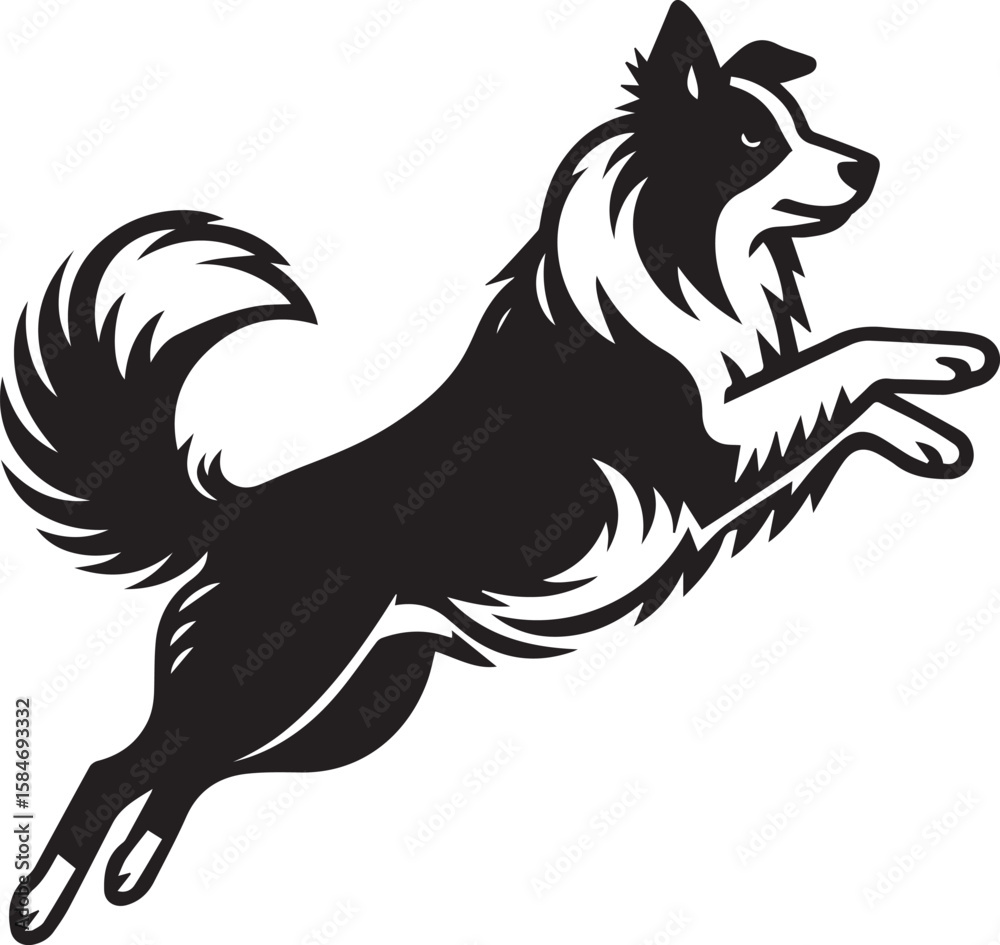 Fototapeta premium Border Collie Dog Vector – Silhouette 