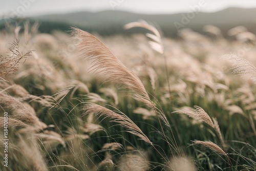 Golden wheat grass sways gently in a field creating a peaceful and serene countryside landscape