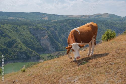 Cow in the mountains, View of mountains and lake in Serbia, Uvac nature reserve, view of meanders