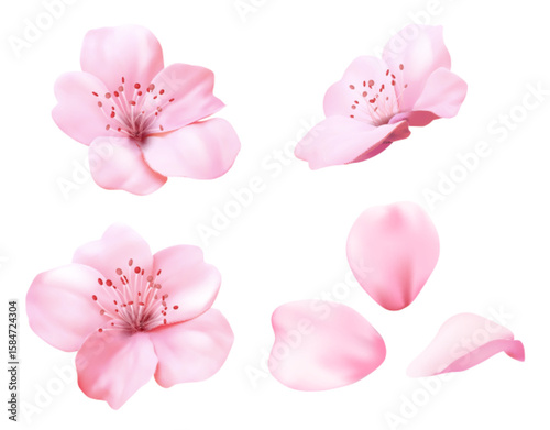 Realistic pink sakura blossom flowers with delicate petals and red stamens - spring cherry blooms isolated on white for Japanese floral design, wedding decorations or nature botanical illustration.