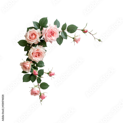 Wallpaper Mural Elegant pink roses corner border floral design soft on transparent background Torontodigital.ca