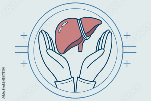 Liver held in hands illustration medical concept organ