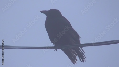 Carrion Crow (Corvus corone) Perched on a Wire in the Mist