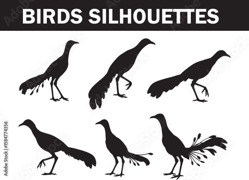 A set of six detailed bird silhouettes in various poses, ideal for design projects requiring avian imagery or natural wildlife illustrations