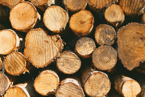 Natural woodpile surrounded by tall trees