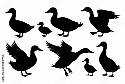 Collection of silhouette illustrations depicting ducks in various poses, including standing, swimming, and flying, with ducklings present.