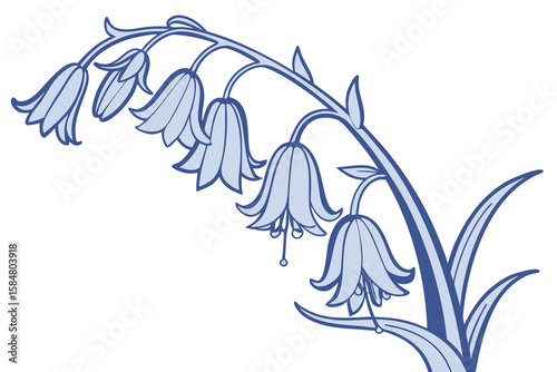 Drooping bell-shaped flowers on a curved stem.
