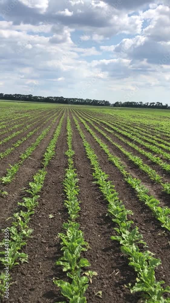 Tender green rows of young sugar beet shoots are poking through the ground. The field is fresh, filled with spring hope for the future harvest Tender green rows of young sugar beet shoots are poking through the ground. The field is fresh, filled with spring hope for the future harvest