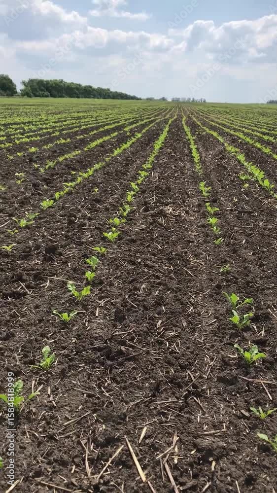 Tender green rows of young sugar beet shoots are poking through the ground. The field is fresh, filled with spring hope for the future harvest Tender green rows of young sugar beet shoots are poking through the ground. The field is fresh, filled with spring hope for the future harvest