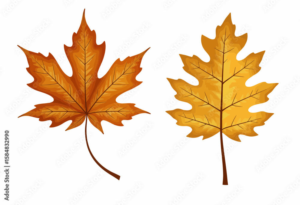 Golden autumn leaves isolated on white background Golden autumn leaves isolated on white background