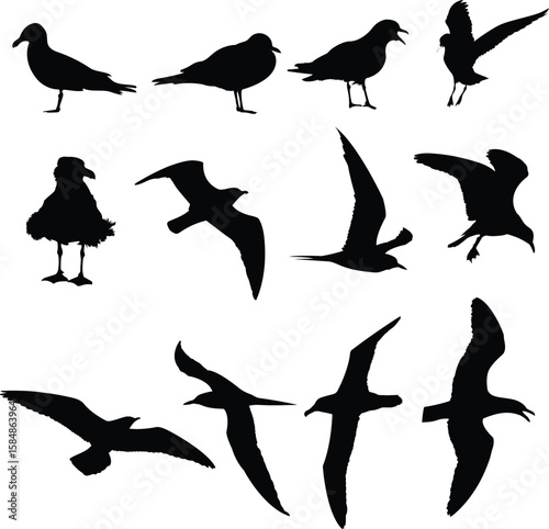 Different birds set silhouette vector illustration. Sea birds silhouette vector.