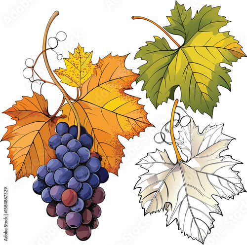 Fresh grapes on the vine, ripe for harvest in the vineyard, a natural abundance of fruit