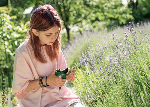 Young girl harvesting lavender in a sunny field with pruning shears
