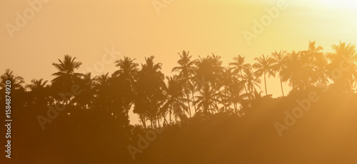 A beautiful sunset over a palm tree forest