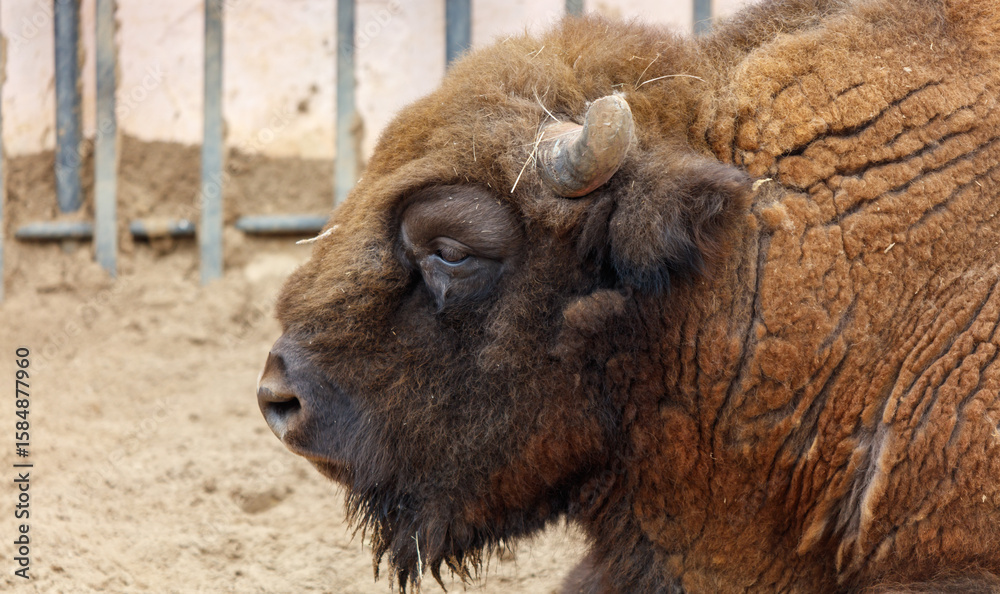Fototapeta premium A brown buffalo with a white eye is laying down in a dirt pen