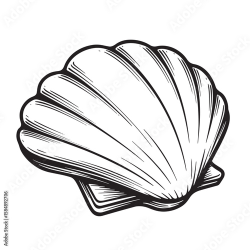Detailed black and white scallop shell illustration seashell bivalve