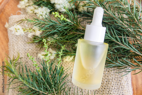 Fresh tea tree branch and essential oil on a wooden table. Tea tree oil (Melaleuca alternifolia)
