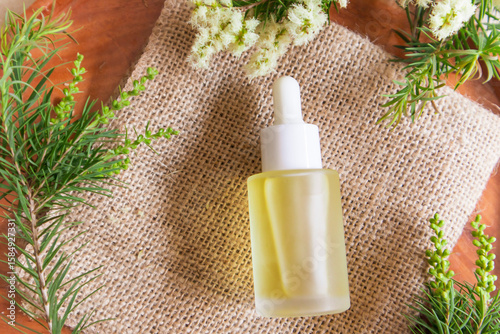 Fresh tea tree branch and essential oil on a wooden table. Tea tree oil (Melaleuca alternifolia)
