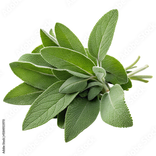 Fresh sage leaves isolated on white background aromatic herb culinary ingredient plant