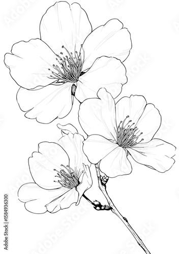 Simple line art of sakura flowers in minimalist style on white background  