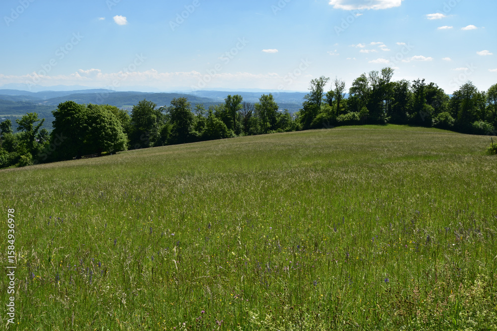 Fototapeta premium Eine Naturwiese mit Ausblick auf den Kanton Aargau, Jurapark Aargau in Biberstein