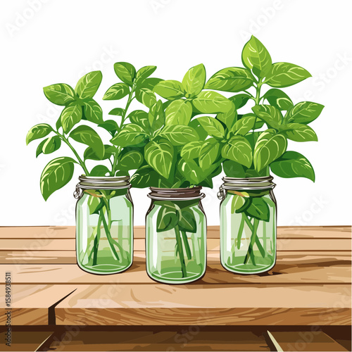 aromatic basil plants in vintage mason jars on a rustic wooden table