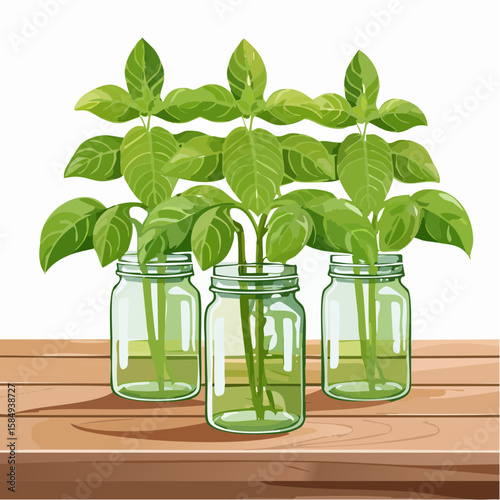 aromatic basil plants in vintage mason jars on a rustic wooden table
