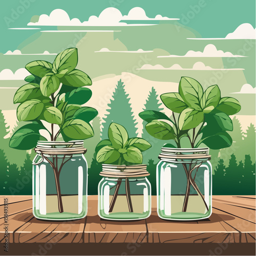 aromatic basil plants in vintage mason jars on a rustic wooden table