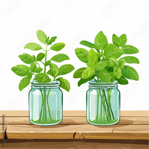 aromatic basil plants in vintage mason jars on a rustic wooden table