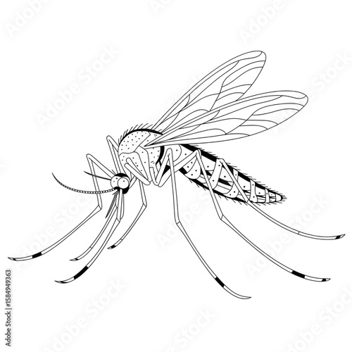 mosquito on white background coloring page