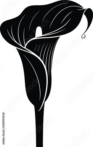 Calla Lily flower black silhouette on white background 