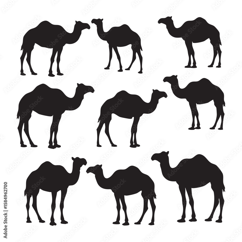 Naklejka premium Collection of black camel silhouettes on a white background isolated on white background