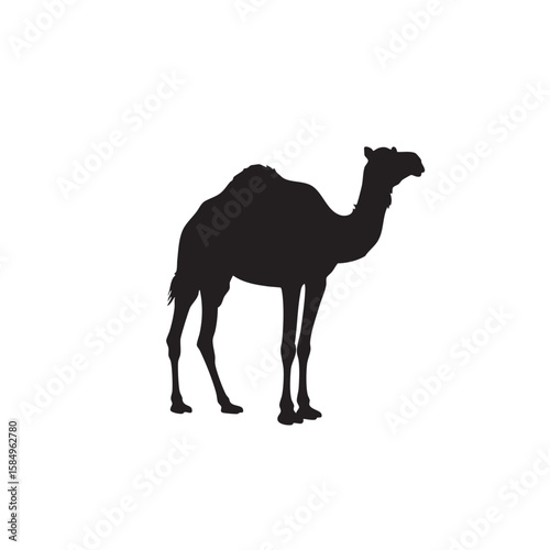 A striking black silhouette of a dromedary camel standing on a white background silhouette isolated on white background