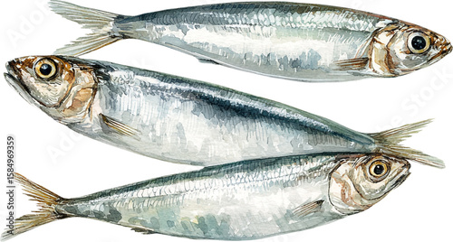Three watercolor sardines fish isolated on transparent background