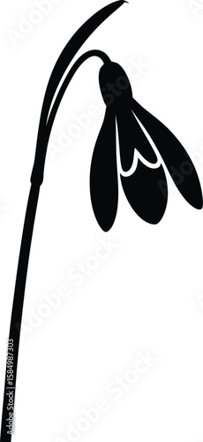 Snowdrop flower black silhouette on white background 