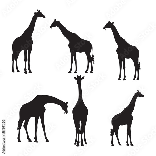 Collection of six black giraffe silhouettes standing in various poses isolated on white background silhouette