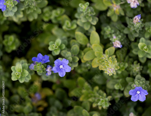 Canvas Print Blue Daze Dwarf Morning Glory blue flowers in garden