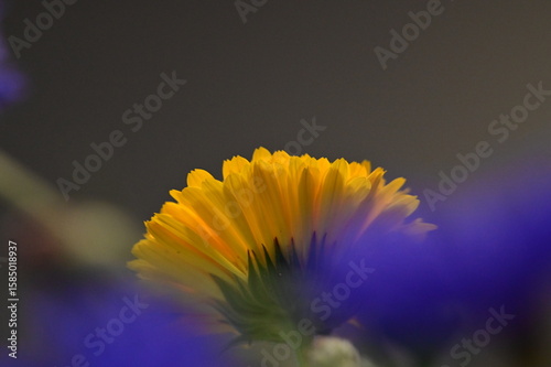 Close-up of Blue Cornflower Blossom – Macro Shot of Centaurea Cyanus