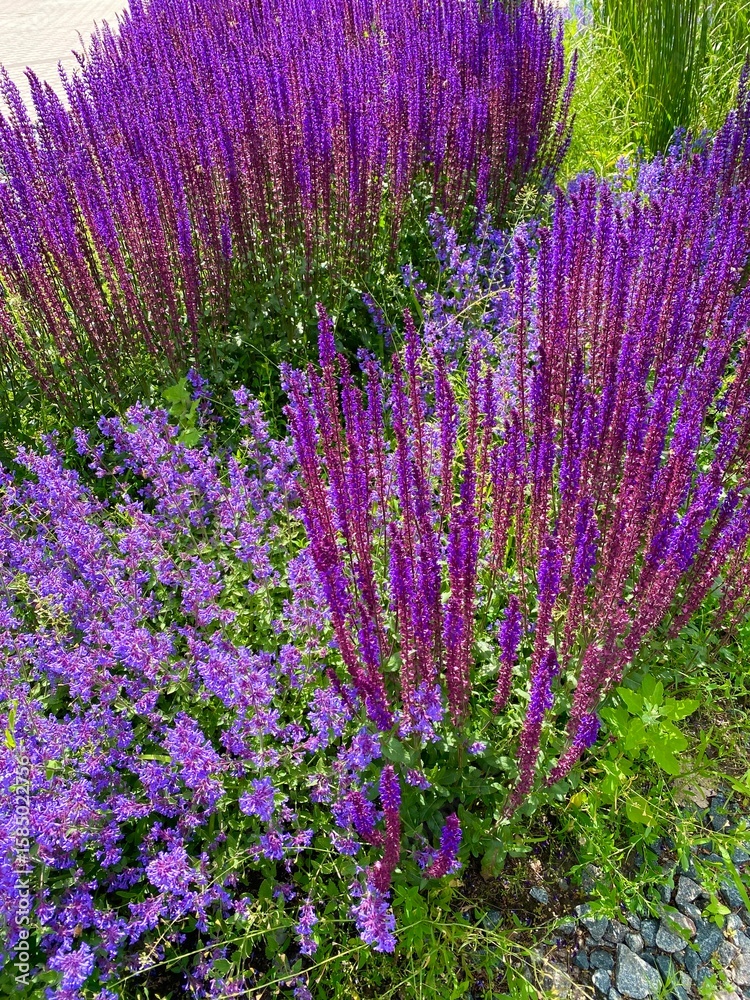 Fototapeta premium Sage and catnip. Vertical image.