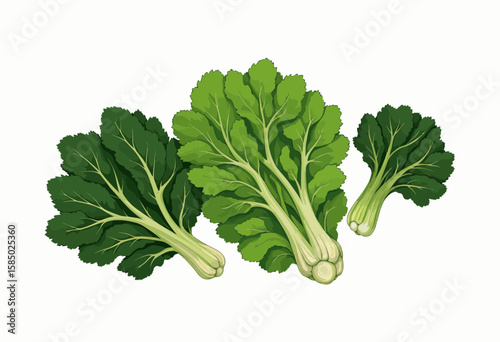Fresh green leafy vegetables on white background  