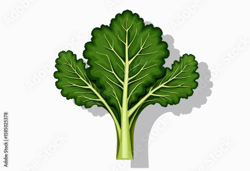 Fresh green kale leaf on white background  