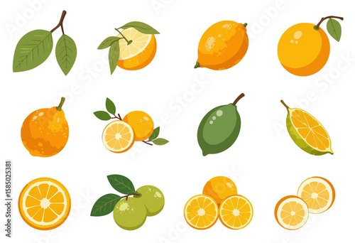 Collection of colorful citrus fruits in various styles and shapes  