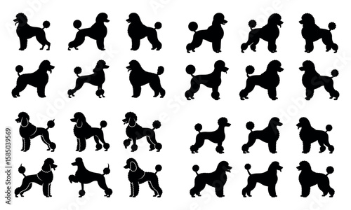 Poodle dog icon set in black silhouette style showing pet animal poses and haircut shapes
