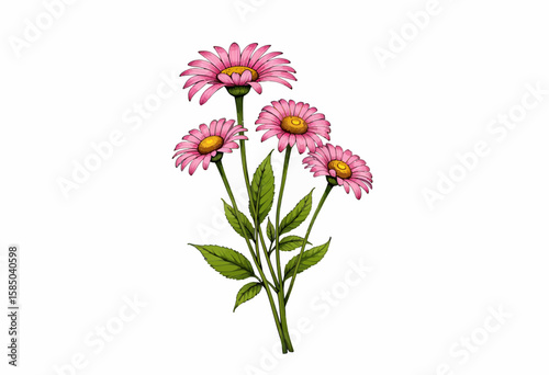 Pink daisy flowers with green leaves on a white background  