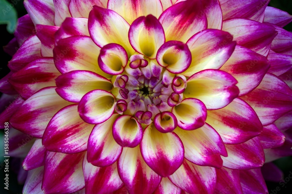 Fototapeta premium Lush bright dahlias on a flower bed. Perennial flowers.