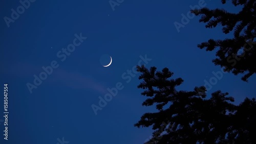 Crescent young Moon with stars, planets and windy tree silhouettes.	
