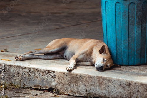 Street Dog Sleeping Peacefully Beside Blue Trash Bin