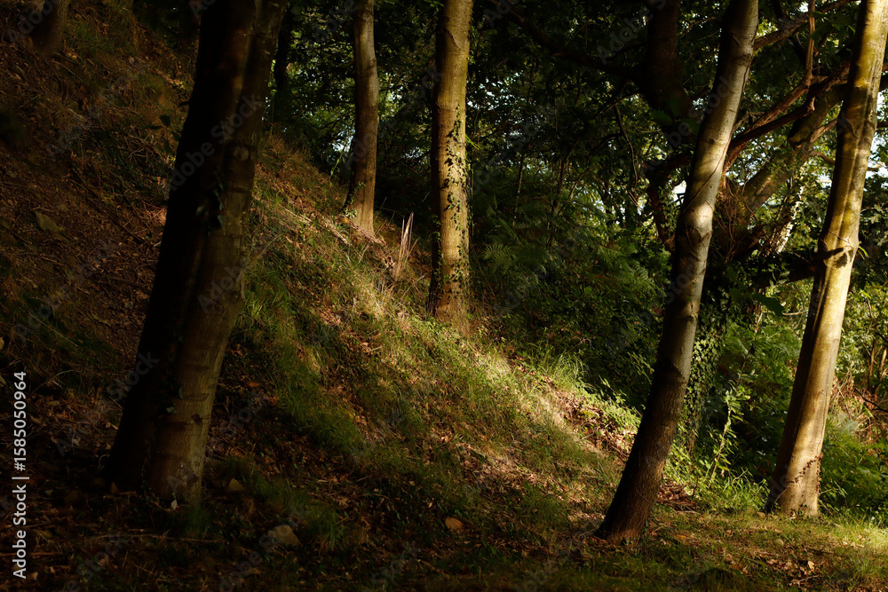 Naklejka premium Forest in the morning